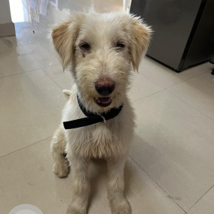 Found: White Male Cyprus Poodle Dog from Nankramguda circle