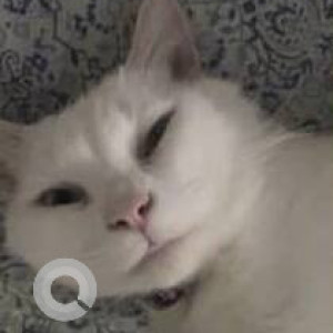 Missing: White Male Persian Cat from Nachiyappan Street