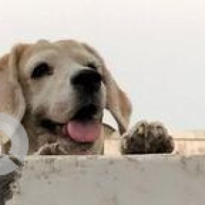 White Female Beagle Dog is Missing from A-28, Path no.4, Jamna Nagar, Sodala, Jaipur