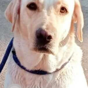 Missing: White Female Labrador Dog from 2nd Main, Munireddy Layout, Horamavu