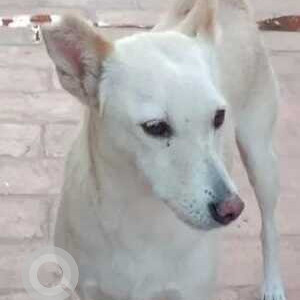 Missing: White Female Indie Dog from Cubbon Park Majestic, Race Course