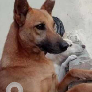 Missing: Brown Male Indie Dog from Cubbon Park Majestic, Race Course