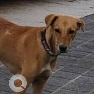 Missing: Brown Male Indie Dog from Maxus mall Bhayandar West