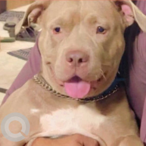 Missing: White-Brown Mix Female American Pitbull Dog from Ajmeri gate New Delhi bazar Sita Ram delhi