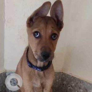 Found: Brown Male Indie Dog from RT Nagar 2nd Block