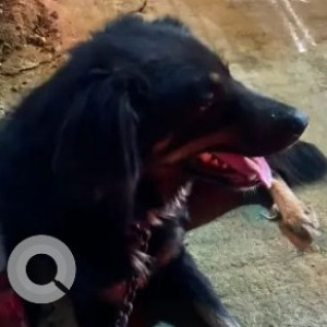Found: Black Male Indie mix Dog from Sai Mandir, HSR Layout