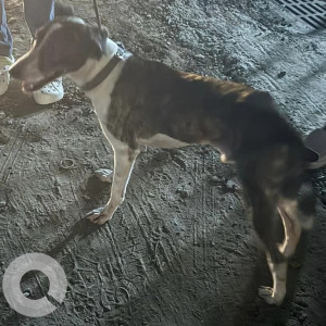 Found: Black and White Male Indie Dog from Ashok  Nagar, Chennai