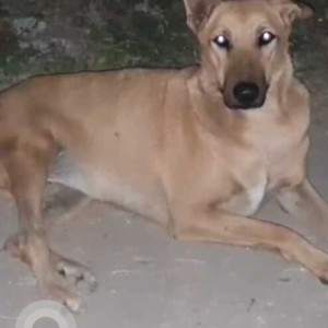 Missing: Brown Female Indie Dog from Babaji Chicken Stall Barista Area Phase 3b2 Market