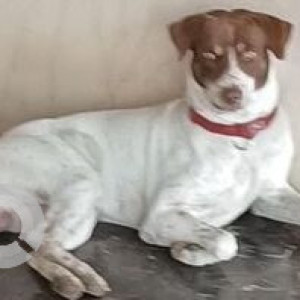 Missing: White-Brown Mix Male Indie Dog from Kalpataru Hills Manpada Thane