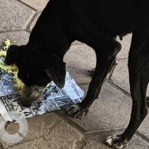 Missing: Black Female Indie Dog from 3rd Street, Karpagambal Nagar, Kottivakkam, Chennai