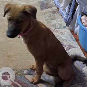 Found: Brown Male Indie Dog from Nayabazar, Bishnu Mandir Galli