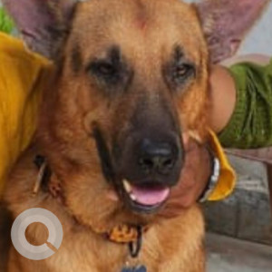 Missing: Black and Brown Male German shepherd Dog from Sector 10 A, Awas Vikas pariyojna, Lucknow, Uttar Pradesh