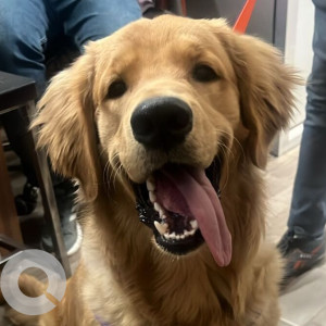 Found: Brown Male Golden Retriever Dog from Krishna Park extension