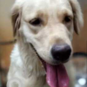 Found: White Female Golden Retriever Dog from Deendayal Nagar, Santoshimata temple, Safilguda