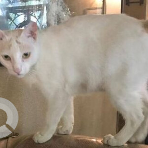 Missing: White Female Indie Cat from Mount Mary Road Bandra