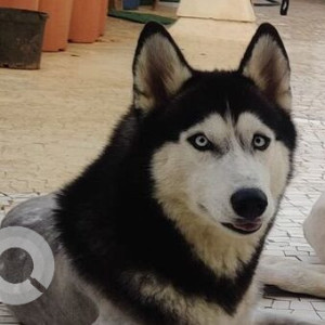 Missing: Black and White Female Husky Dog from Pydhoni, Mumbai