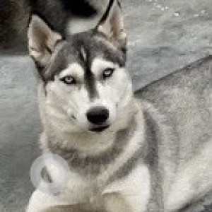 Missing: White and Grey Female Husky Dog from Sector 100, Noida