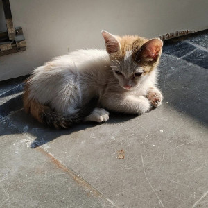 Missing: A White Female Indie Cat missing from Esani diagnostic center, tolichowki