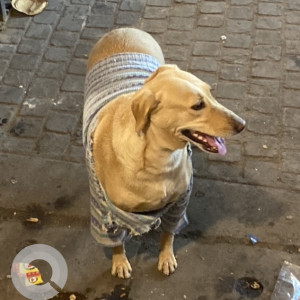 Found: Light Brown Male Labrador Dog from Choti chaupar,Chandpole