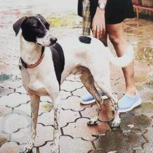 Missing: Black and White Male Indie Dog from Ashirwad Building,  Yari Road