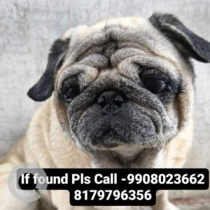 Missing: White Male Pug Dog from Brindavan colony road no 6, Saroor nagar, Hyderabad