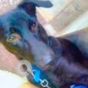 Missing: Black Male Indie Dog from Barrier no 6 near bread factory Shivalik nagar