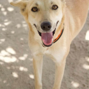 Missing: Light Brown Female Indie Dog from Sector-45 noida near NRI Residency