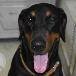Black and Brown Male Doberman Dog is Missing from 45/28, 3rd main road, Selvam Nagar, Ponniammanmedu