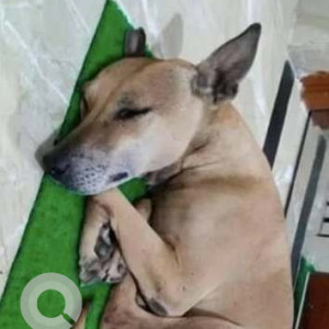 Missing: White Male Indie Dog from Rohini, Sector 22