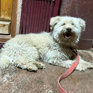 Found: White Not Available Cyprus Poodle Dog from Adyar Ananda Bhavan, Vidyaranyapura