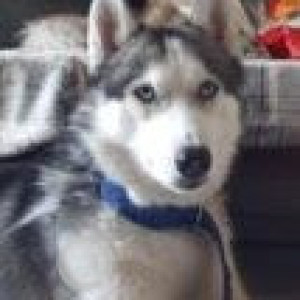Missing: White and Grey Male Husky Dog from Hyderabad