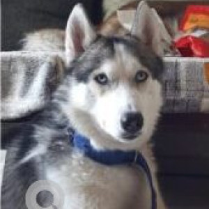 White and Grey Male Husky Dog is Found from GHMC Park, Venkataraya Nizampet