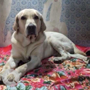 Missing: White Male Labrador Dog from Hotel Abott Vashi