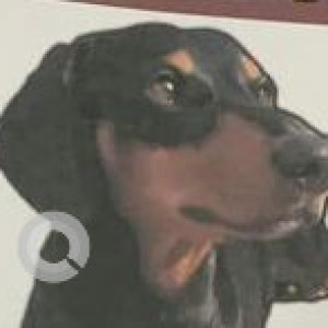 Missing: Black and Brown Male Dachshund Dog from Bijwasan Gali no. 3, Delhi