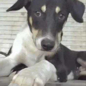 Black and White Male Indie Dog is Missing from Pakoda park, Nasirpur