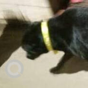 Missing: Black Male Labrador Dog from Breach Candy, Bandra