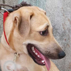 Found: Brown Male Indie Dog from Lokhandwala,  Andheri