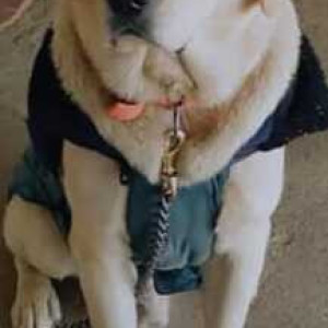 Missing: Brown Female Indie Dog from Juhu, Versova