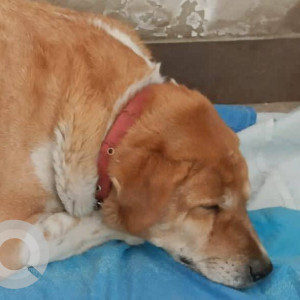 Missing: White-Brown Mix Male Indie Dog from Bianca, Sec 8E, Behind D-Mart, Kalamboli, Navi Mumbai
