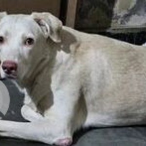 Missing: White Male Labrador Dog from Ramanathapur