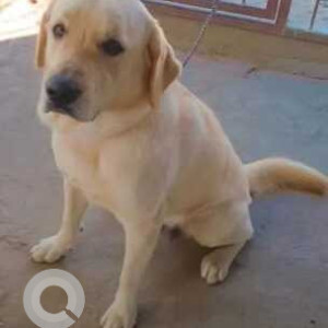 Missing: White Male Labrador Dog from Ashiyana Digha