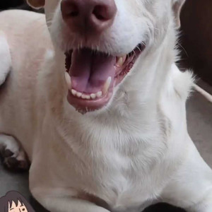 Missing: White Male Labrador-Indie(mix) Dog from Bhavani nagar,  bharat nagar,  Ramanathapur