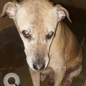 Missing: White Male Indie Dog from Ramkrishna nagar 3rd road station road khar west mumbai 52