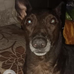 Missing: Black Male Indie Dog from New Delhi, Rohini Sector 3