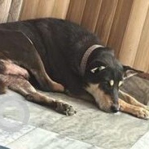Missing: Black and Brown Male Indie Dog from Chheharta Bhalla Colony Amritsar