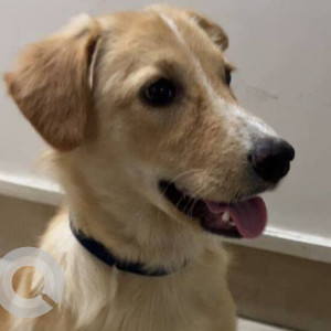 Missing: Golden Male Golden Retriever Dog from Vakola, Santacruz East