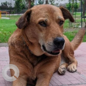 Missing: Brown Male Indie Dog from Sector 19 В Block Park, Behind Indo Gulf Hospital, Noida