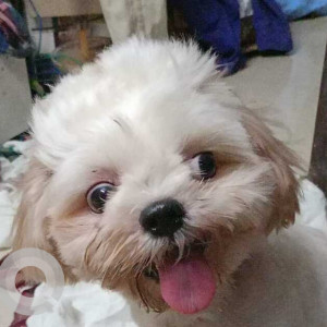Found: White-Brown Mix Not Available Shih Tzu Dog from Velachery, Chennai