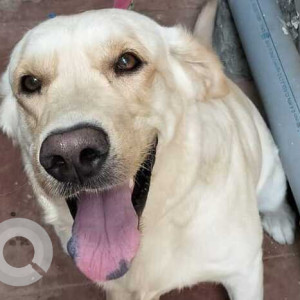 Found: White Male Labrador Dog from Sheshadipuram Kumara Park, Bangalore