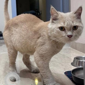 Found: White Female Persian Cat from Hiranandani Powai